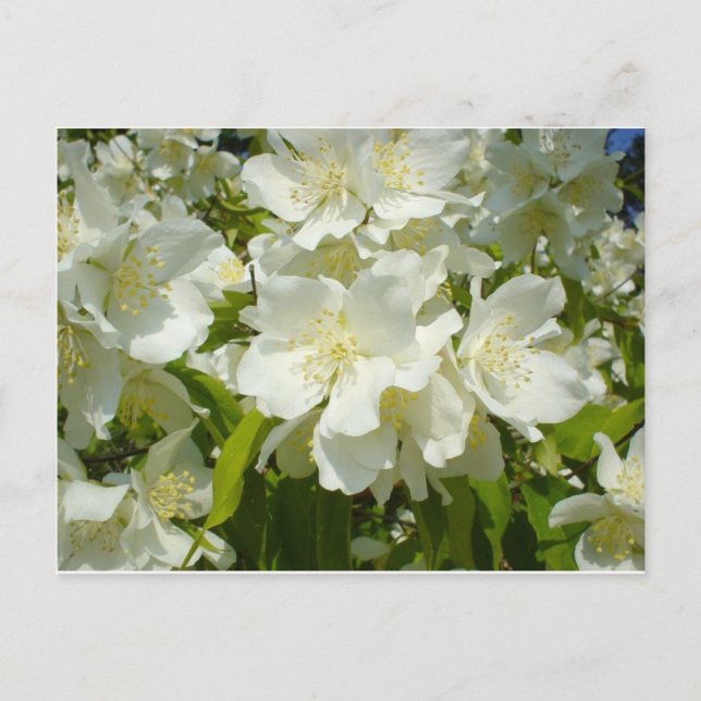 vykort: Jasmine Vykort (Framsida)