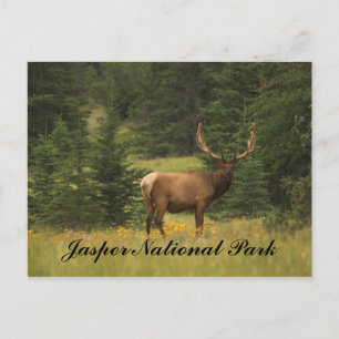 vykort - Jasper nationalpark