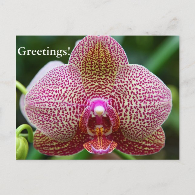 vykort - jordstjärna (Framsida)