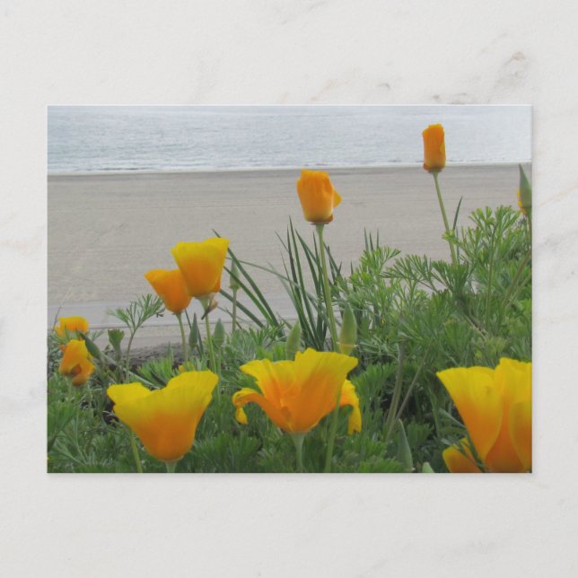 vykort - Kalifornien-poppies i Beach (Framsida)
