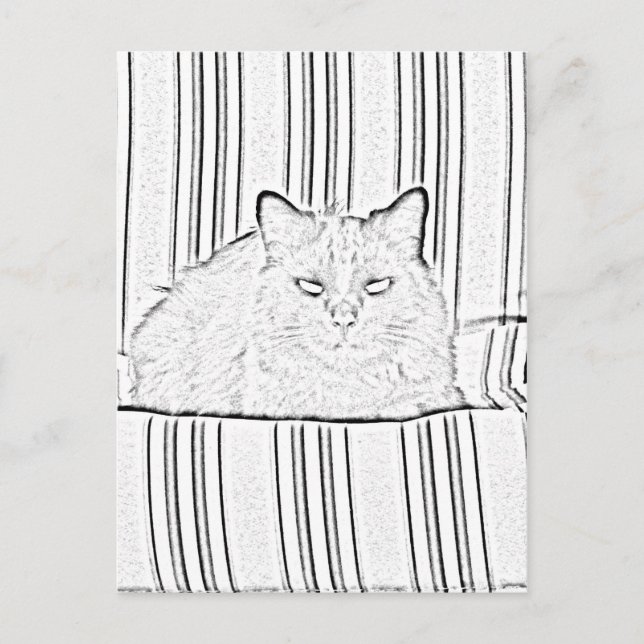 vykort - Katt på tvärgående stol till Färg (Framsida)