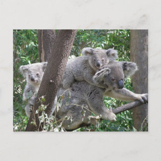 vykort Koala QLD Australien