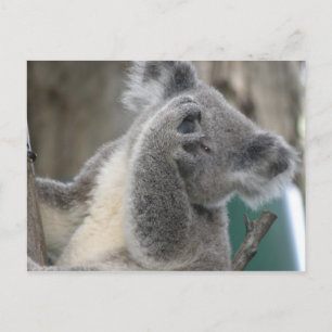 Vykort Koala QLD Australien