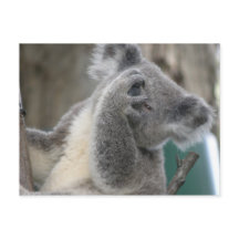 vykort Koala QLD Australien