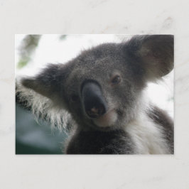 Vykort Koalas QLD Australien