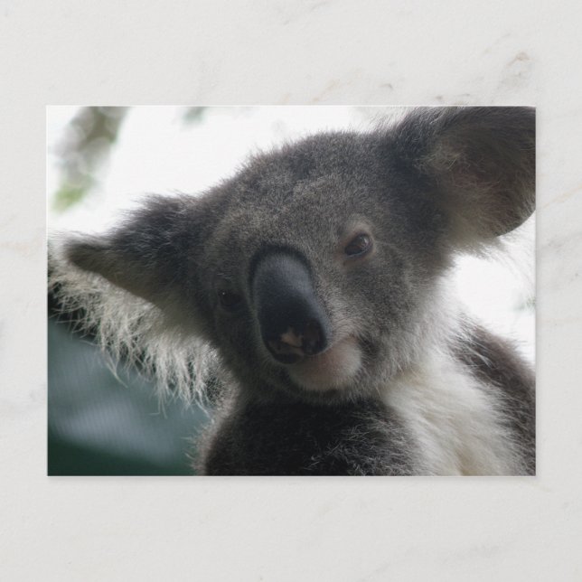 vykort Koalas QLD Australien (Framsida)
