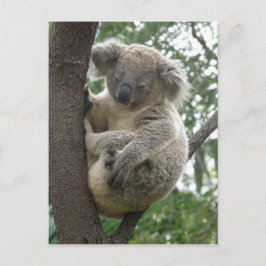 vykort Koalas QLD Australien