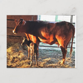 Vykort. Kon och Calf. Vykort