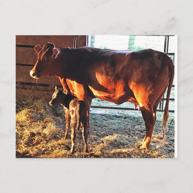 Vykort. Kon och Calf. Vykort (Framsida)