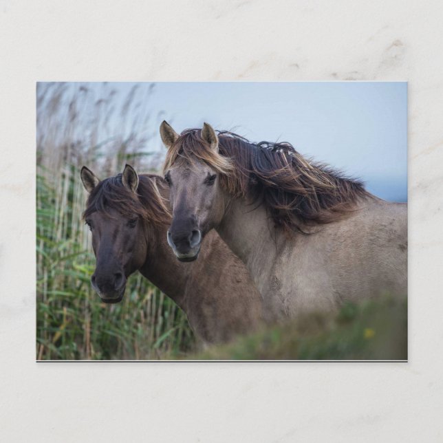 Vykort - Konik Ponies på Oare Marsh (Framsida)