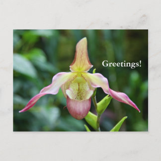 vykort - Ladyslipper
