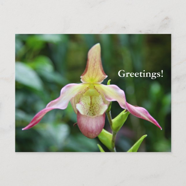 vykort - Ladyslipper (Framsida)