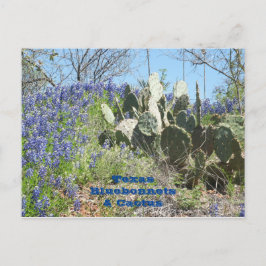 Vykort Landsbygd Texas Bluebonnets och Kaktus