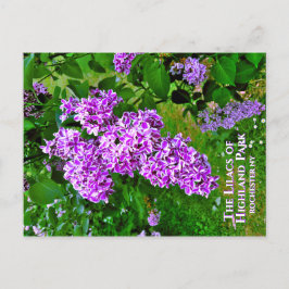 vykort - Lila Lilacs of Highland Park