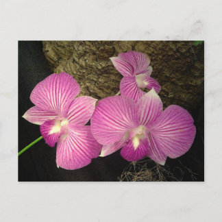 Vykort: Lila Stripe Orchids Vykort