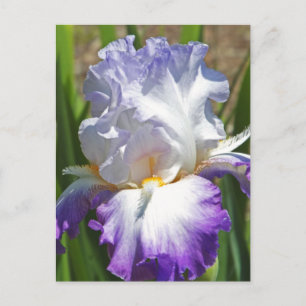 vykort: "LILA & WHITE IRIS WITH TOUCH OF GULD" Vykort