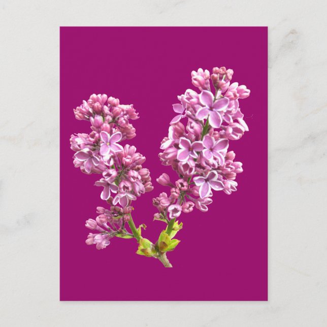 Vykort - Lilac-Blommar (Framsida)