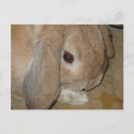 vykort - Lop Eared Dwarf Rabbit