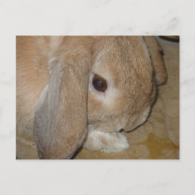 vykort - Lop Eared Dwarf Rabbit (Framsida)