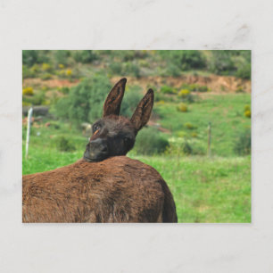 vykort: Lycklig Donkey. Algarve Portugal Vykort