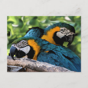 vykort/Macaws Vykort