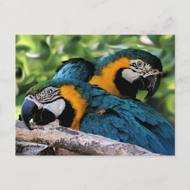 vykort/Macaws Vykort (Framsida)