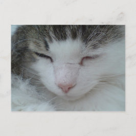 Vykort - Maine Coon Cat Image 2
