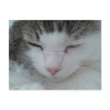 Vykort - Maine Coon Cat Image 2