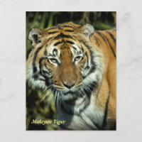 vykort: Malayan Tiger (Porträtt)