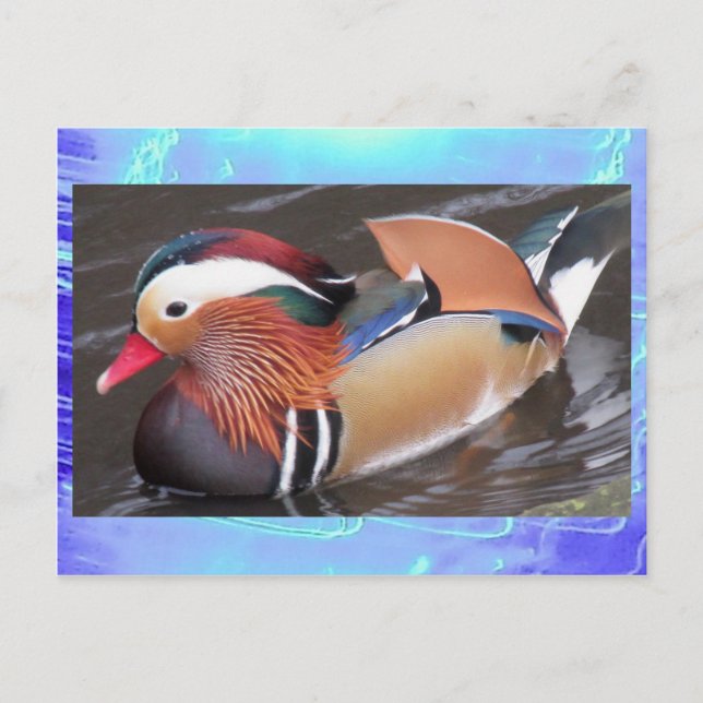 vykort - Mandarin Anka (Framsida)