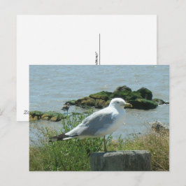 Vykort – Måsen på Pålen