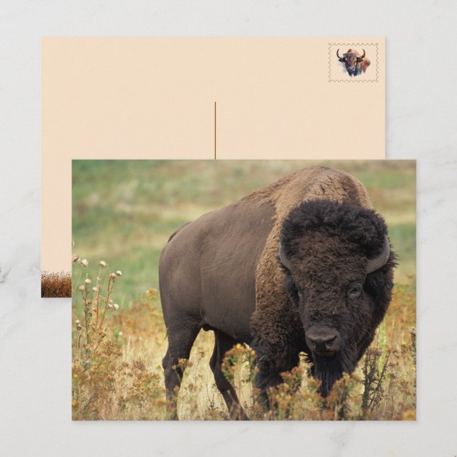 Vykort med Amerikansk Bison / Buffalo (Fram/baksida)