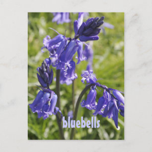 Vykort med blå blommor