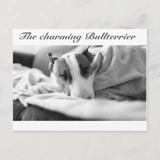 Vykort med Bullterrier-motiv