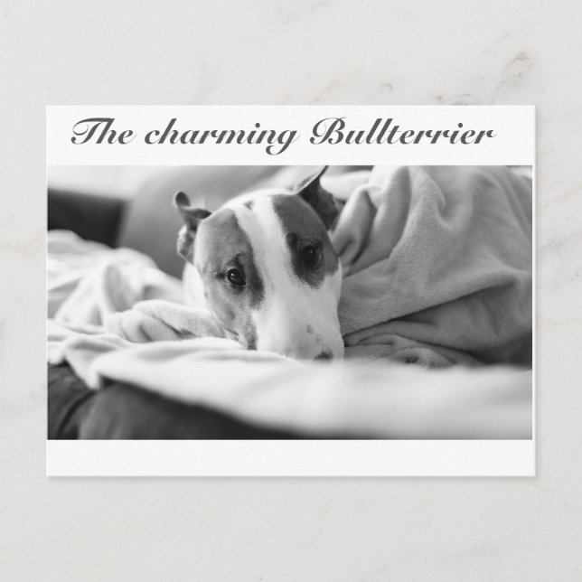 Vykort med Bullterrier-motiv (Framsida)
