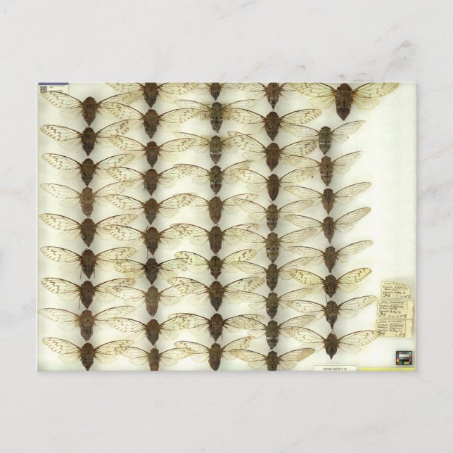 vykort med Cicadas (Framsida)