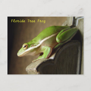Vykort med Floridas Trädgroda
