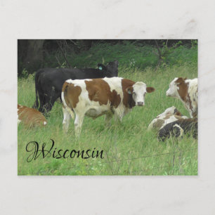 vykort med foto av Cow i pasture