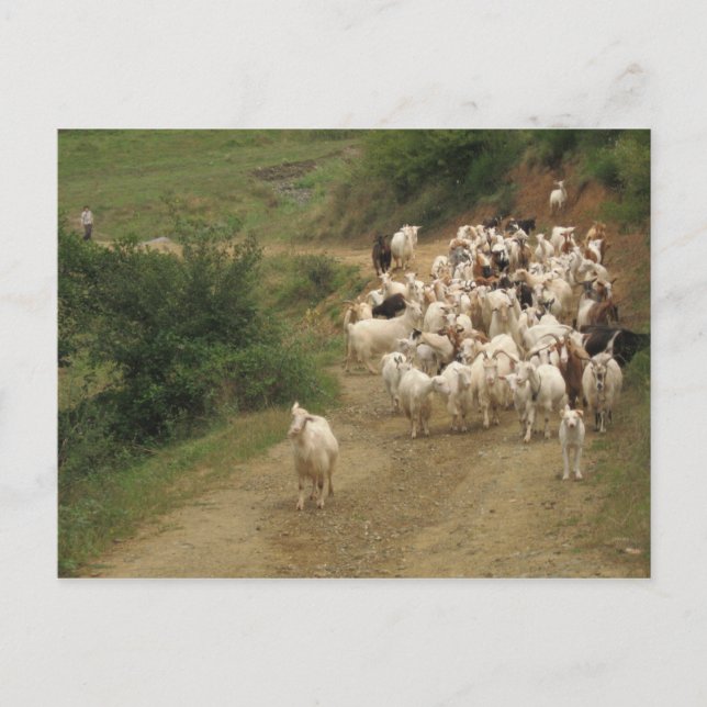 vykort med getter (Framsida)