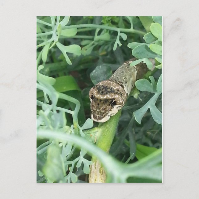 vykort med Giant Swallowtail CaterPelare (Framsida)