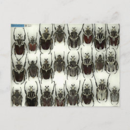 Vykort med Goliat-skalbaggar