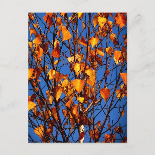 Vykort med höst löv (Framsida)