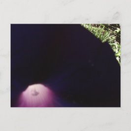 Vykort med Lila blommor