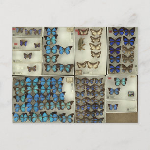 Vykort med Lycaenidae butterflies