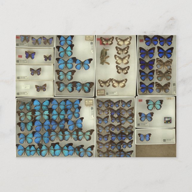 Vykort med Lycaenidae butterflies (Framsida)