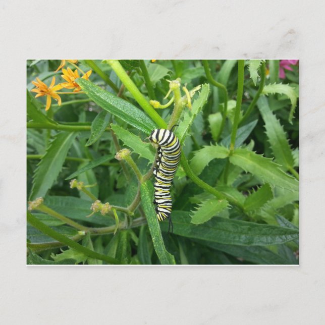 Vykort med Monarch Butterfly CaterPelare (Framsida)