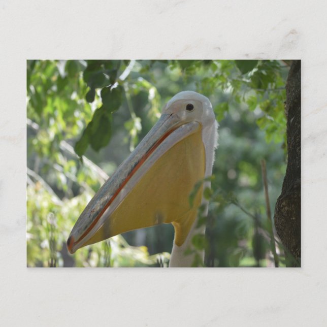 Vykort med nederlagpelikan (Framsida)