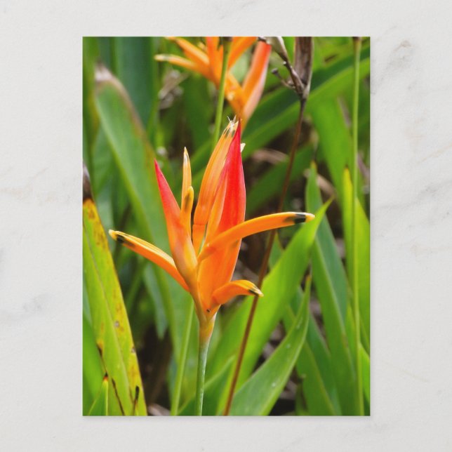 Vykort med orange blommor på omslaget (Framsida)