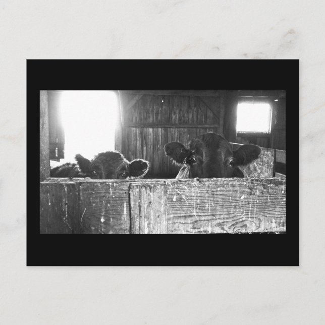 Vykort med överraskade kor. (Framsida)