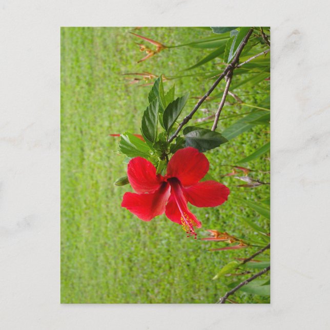 Vykort med röd blomma på framsidan (Framsida)